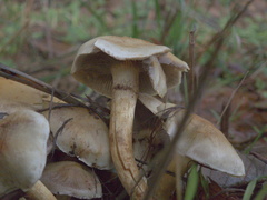 Pholiota spumosa