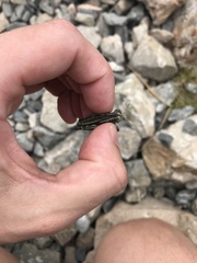 Brachaspis collinus