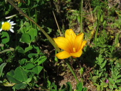 Romulea saldanhensis