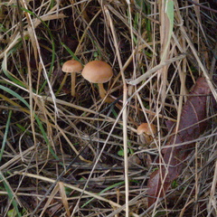 Pholiota spumosa