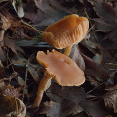 Pholiota spumosa