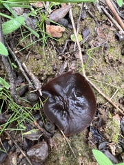 Phylloscypha phyllogena