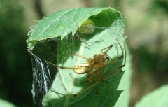 Enoplognatha ovata