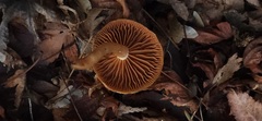 Pholiota spumosa
