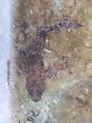 Bathygobius cocosensis