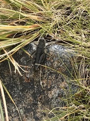 Brachaspis collinus