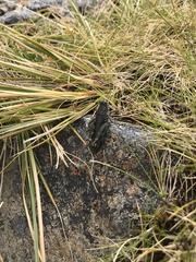 Brachaspis collinus