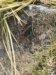Brachaspis collinus