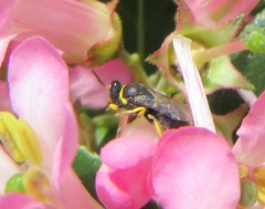 Hylaeus euxanthus