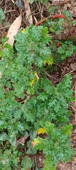 Dysphania carinata