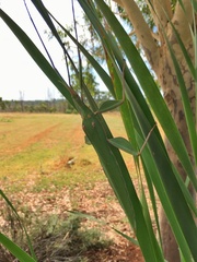 Tropidoderus rhodomus