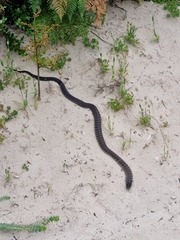 Notechis scutatus scutatus