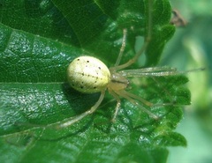 Enoplognatha ovata