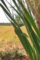 Tropidoderus rhodomus