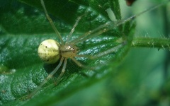 Enoplognatha ovata