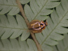 Harmonia antipoda