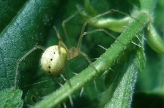 Enoplognatha ovata