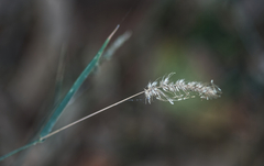 Echinopogon caespitosus