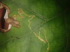 Stigmella cypracma