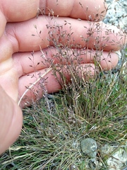 Poa breviglumis