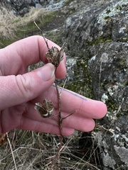 Camassia leichtlinii