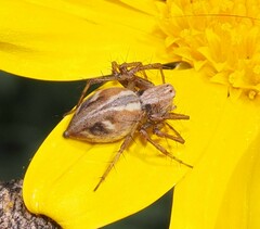 Oxyopes amoenus