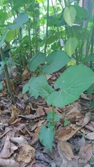 Morus nigra