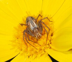 Oxyopes amoenus