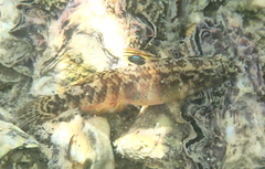 Redigobius macrostoma