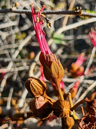 Image of Lysiphyllum cunninghamii by (c) Michael Somerville, some rights reserved (CC BY-SA)