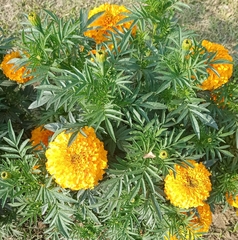 Tagetes erecta