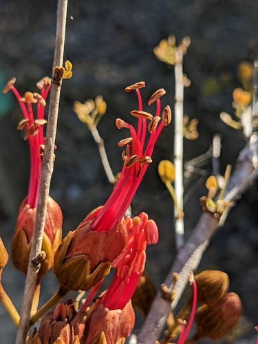 Image of Lysiphyllum cunninghamii by (c) Michael Somerville, some rights reserved (CC BY-SA)