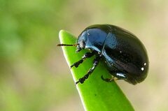 Chrysolina haemoptera