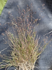 Poa breviglumis