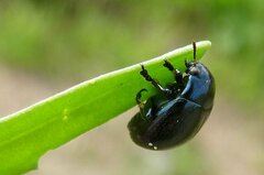 Chrysolina haemoptera