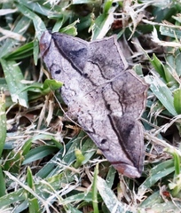 Chiasmia simplicilinea