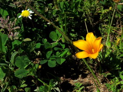 Romulea saldanhensis