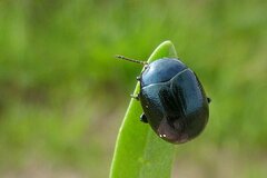 Chrysolina haemoptera