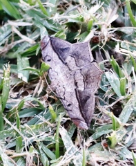 Chiasmia simplicilinea