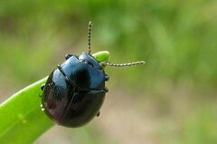 Chrysolina haemoptera