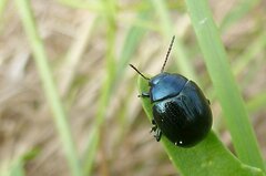 Chrysolina haemoptera