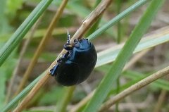 Chrysolina haemoptera