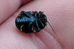 Chrysolina haemoptera