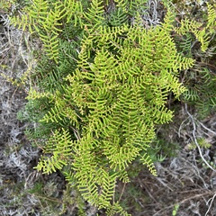 Gleichenia alpina