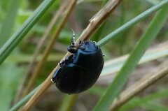 Chrysolina haemoptera