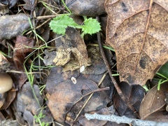 Collybiopsis quercophila