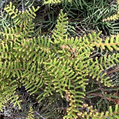 Gleichenia alpina