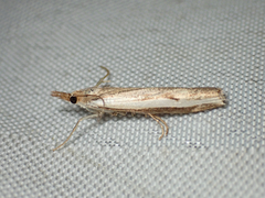 Orocrambus