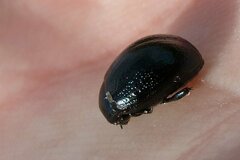 Chrysolina haemoptera