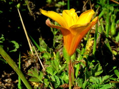 Romulea saldanhensis